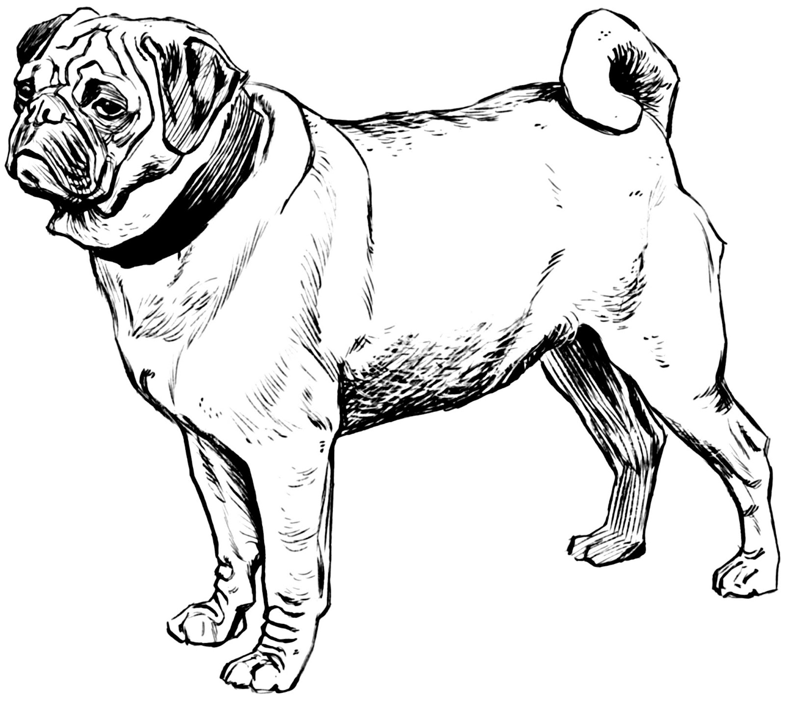 Drawing Lines Is Hard : Desenhos para colorir cachorros cachorrinhos e cachorrões