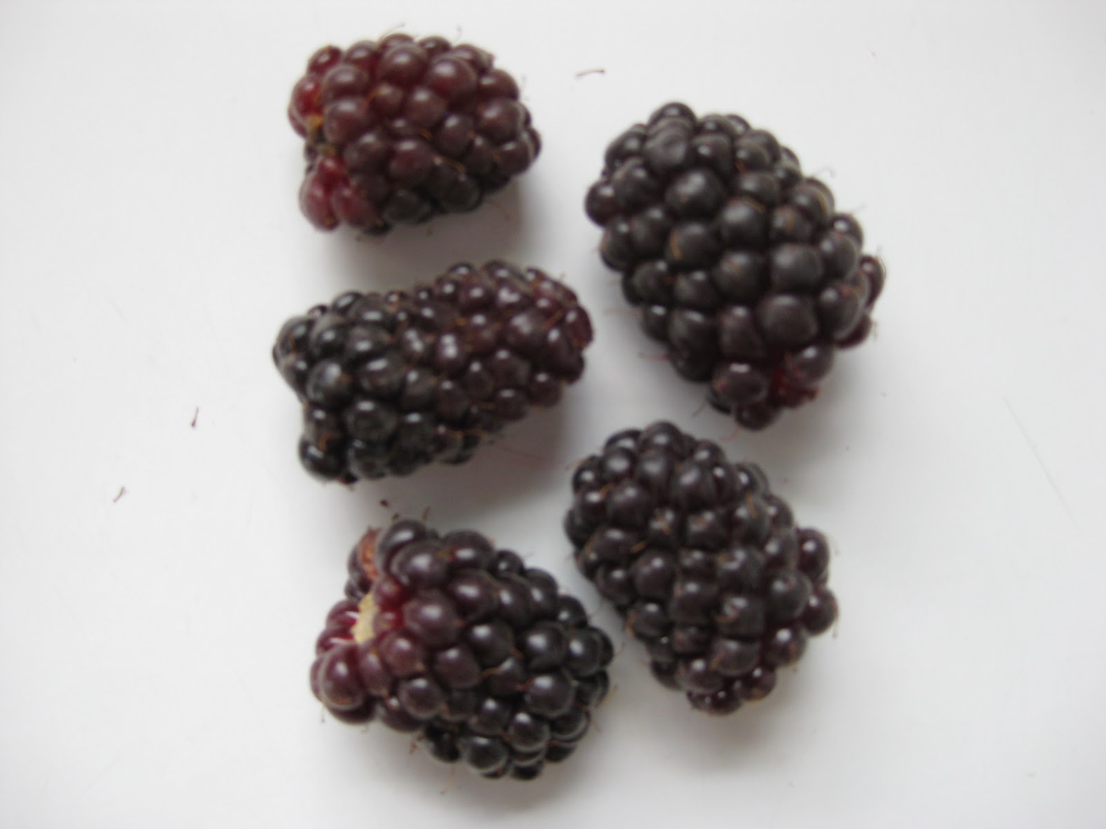Columbia Farms UPick But how can you tell a marionberry from a