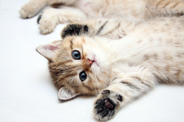 صور قطط - Cat Pictures صور قطط - Cat Pictures