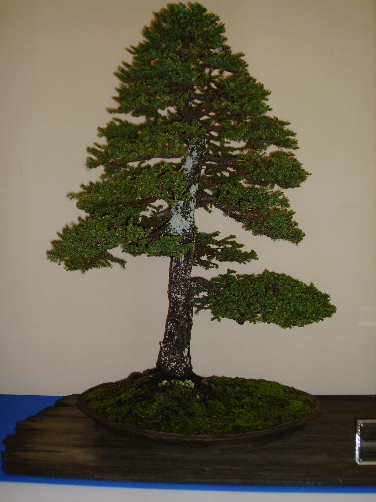 Ashfield Bonsai Club Best of British Bonsai 2011