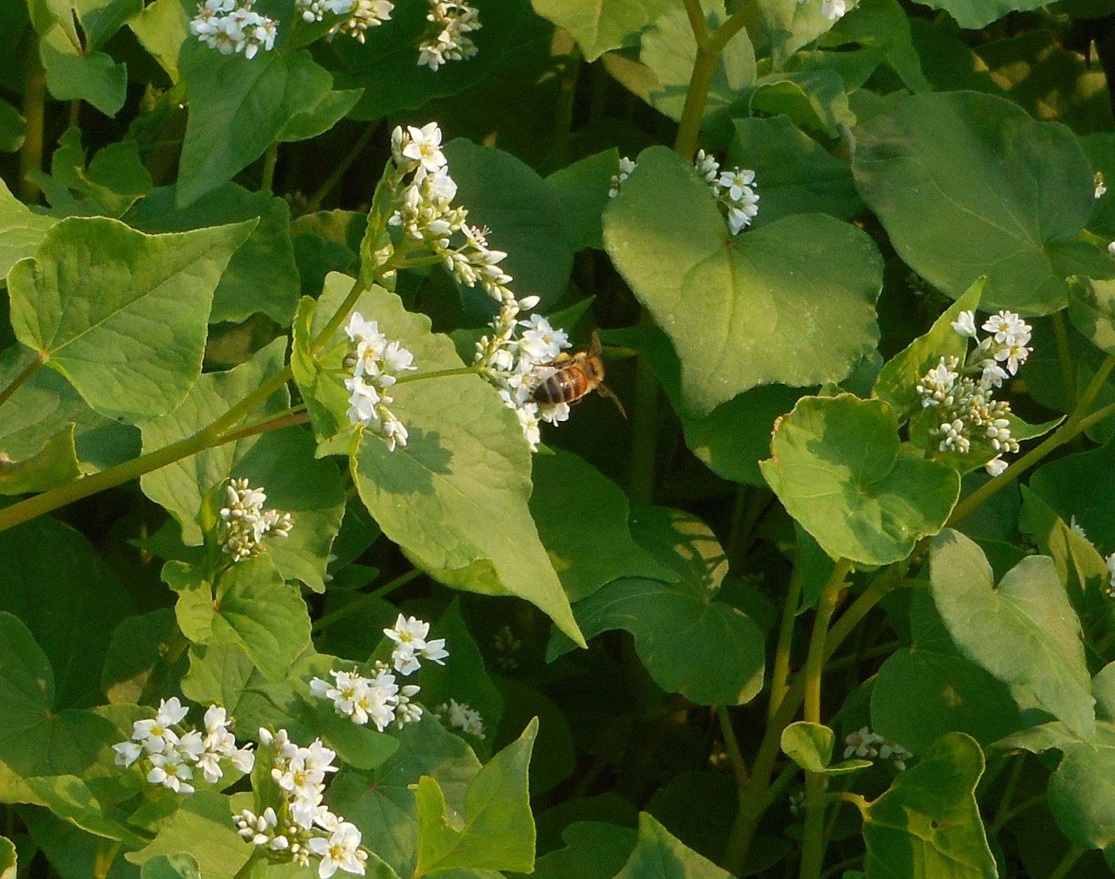 Buckwheat flower with honeybee