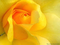 Significado del color de las flores . Rosa amarilla