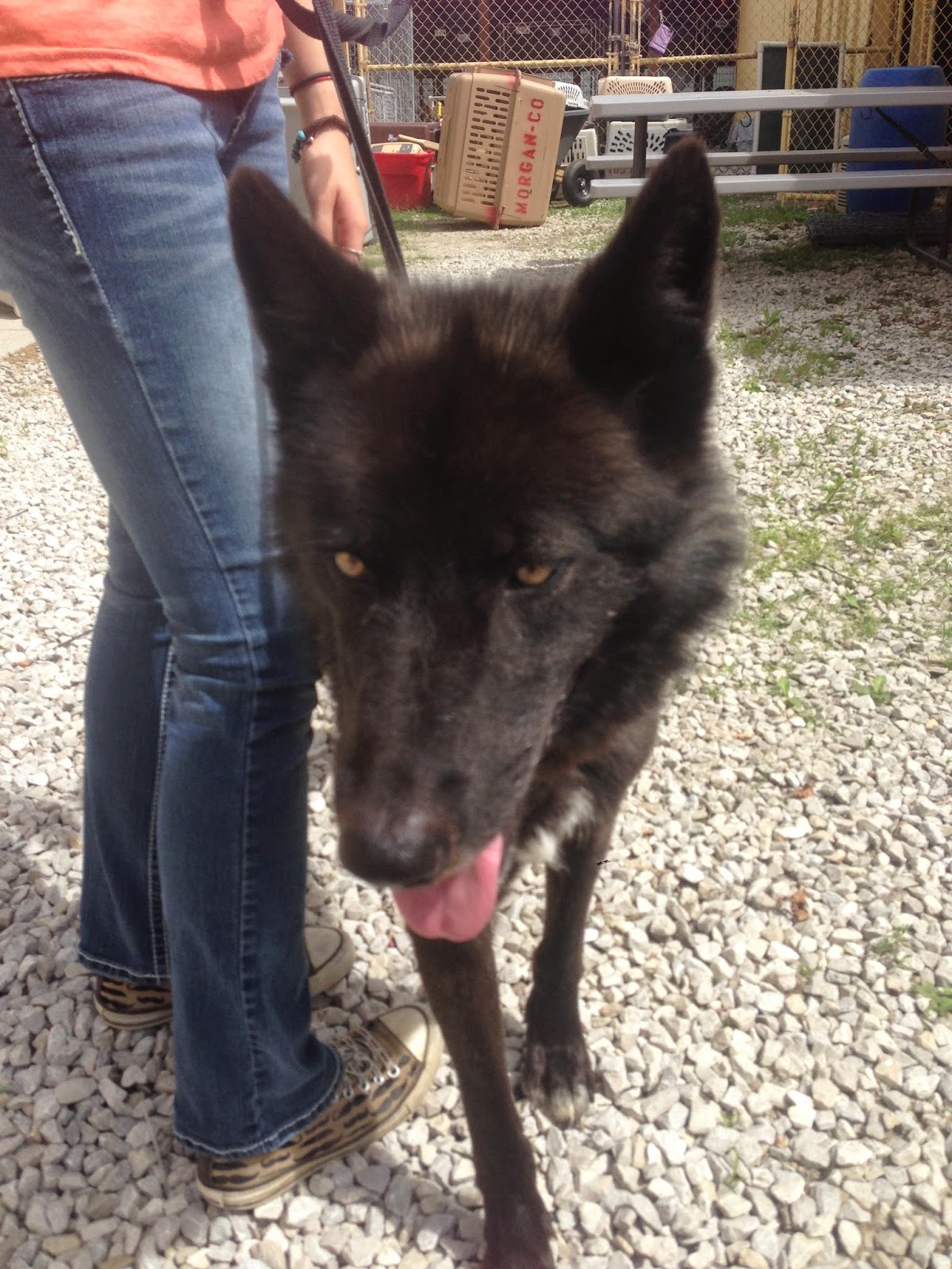 My Rotten Dogs KANEAdoptable Wolfdog in Indiana