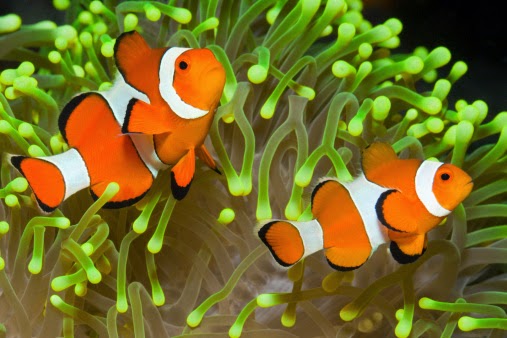 9 Cara Memelihara Ikan Badut dalam Akuarium agar Tidak Stres 9 Cara Memelihara Ikan Badut dalam Akuarium agar Tidak Stres