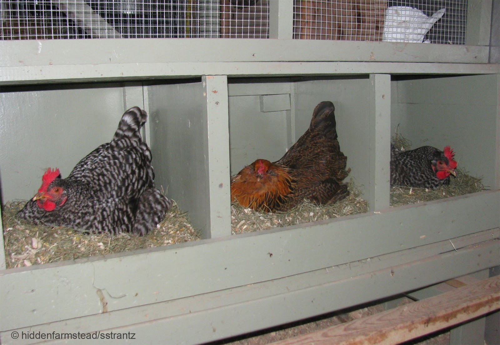 Recipe chicken soup with corn, making a hen house toronto, build chook