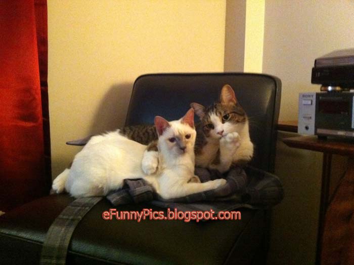 Two Cats Strike a Pose