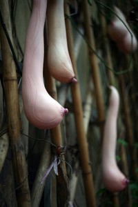 Boob Gourd, Buah unik yang Berbentuk Seperti Payudara Wanita