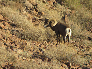Bob+Rice+AZ+Unit+15D+Desert+Sheep+Hunt+with+Colburn+and+Scott+Outfitters+and+Guide+Russ+Jacoby+5.JPG