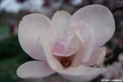 Magnolie Magnolia-soulangiana Tulpen-Magnolie Liliomfa beverboom