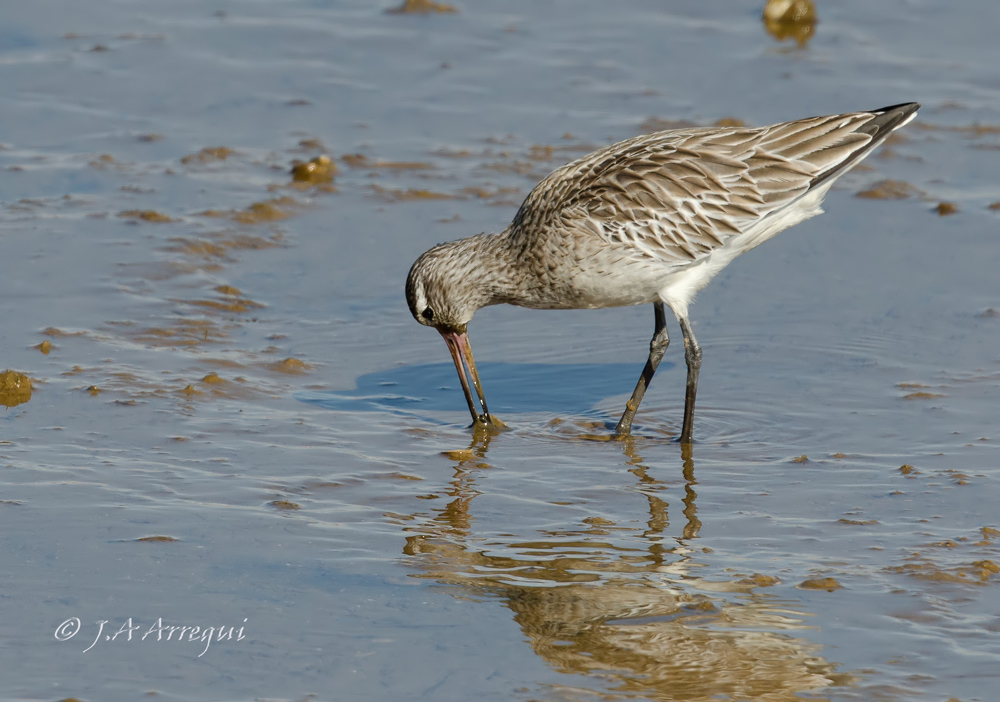 Aguja colipinta, Limosa lapponica, Bar-tailed Godwit Aguja colipinta, Limosa lapponica, Bar-tailed Godwit