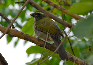 Green-Winged Saltator