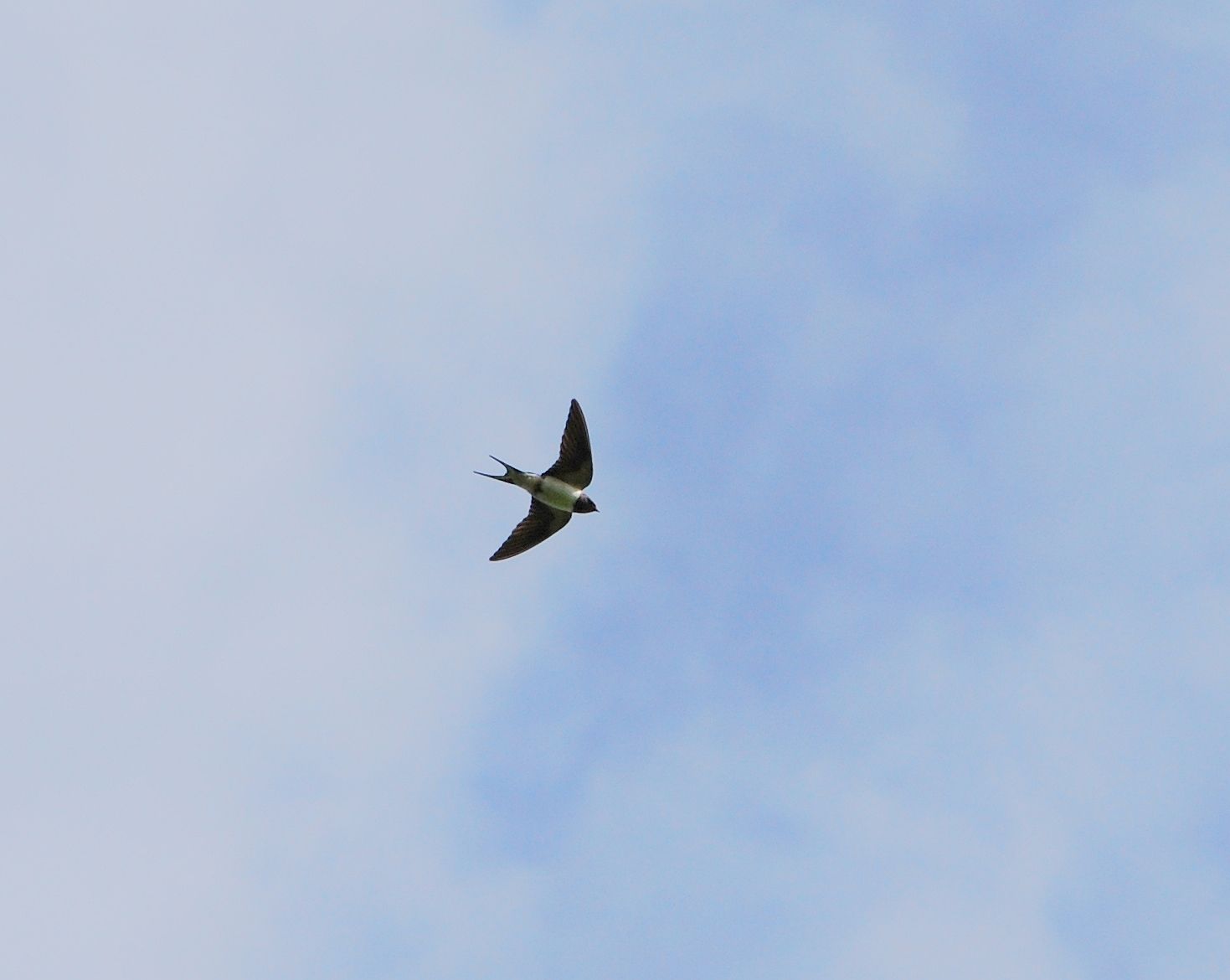 IOW Birder How fast does a swallow fly?