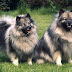 El Perro Familiar "Keeshond"
