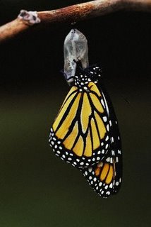 Image result for butterfly breaking out of cocoon image