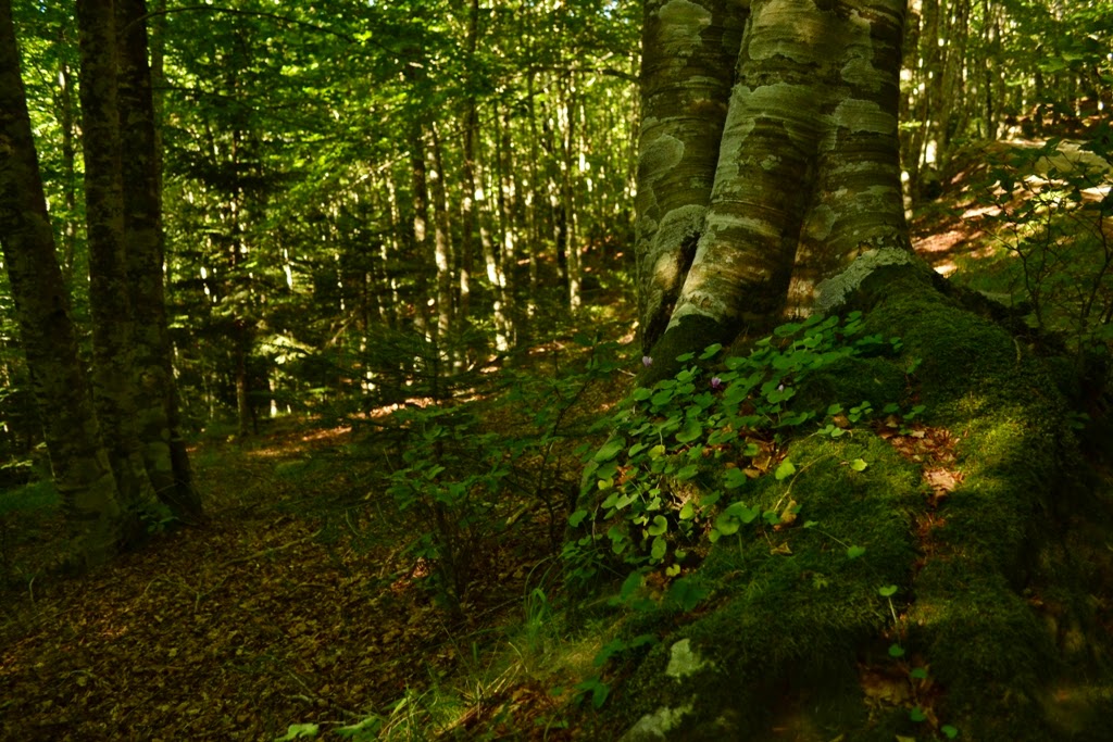 I segreti del bosco DSC_0144