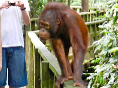 where to see orangutans - sepilok orangutan rehabilitation centre, Borneo