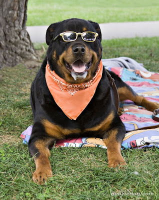 Rottweilers Page 3 For Sale Ads Free Classifieds Picture Rottweilers Page 3 For Sale Ads Free Classifieds Picture