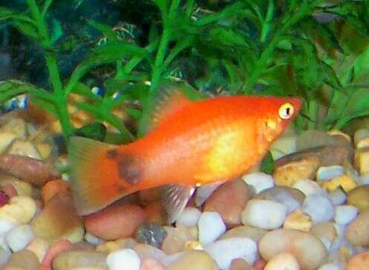 Fish Share Ikan Hias Air Tawar Ikan Mickey Mouse