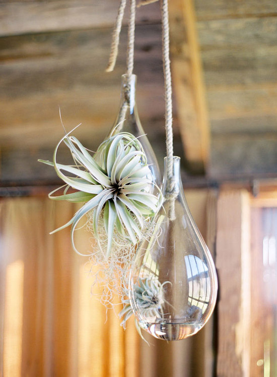 Country style succulent decor
