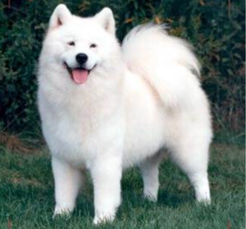 LOS PERRO MAS PEQUENOS los perro mas pequenos: