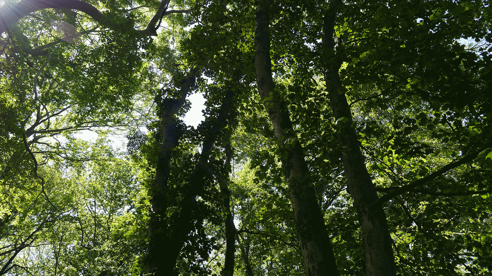 Blue-Kills---Trees-Gif---Sky-Angle.gif