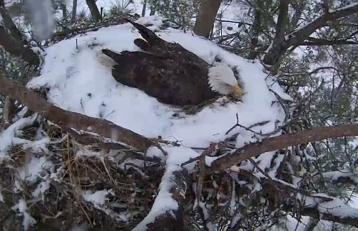 Eagles and Nature with chris7: Snow At Berry College Bald Eagle Nest