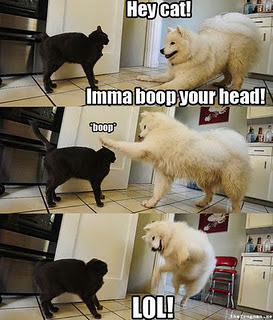 Funny DOG Pictures