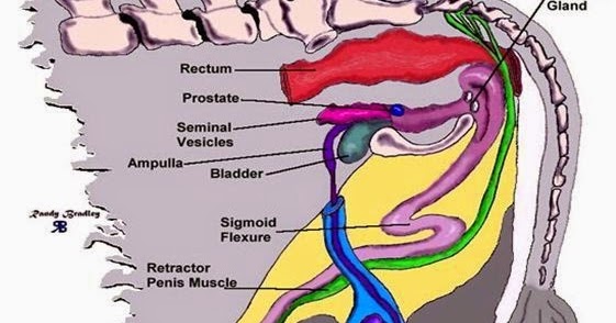 ORGAN REPRODUKSI PADA SAPI JANTAN Belajar Ilmu