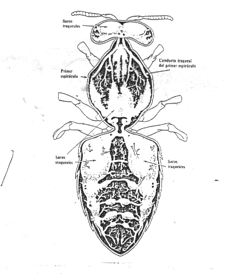 aparato respiratorio del conejo Observarás la capa peritoneal que cubre los órganos del conejo la tráquea y los pulmones de la caja torácica y así observar mejor el aparato respiratorio. aparato respiratorio del conejo Observarás la capa peritoneal que cubre los órganos del conejo la tráquea y los pulmones de la caja torácica y así observar mejor el aparato respiratorio.