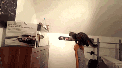 Lolcat jumps off chair into fishtank funny fail cat fail funny jumps against glass terrarium