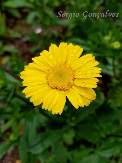 Calêndula – Calendula officinalis,