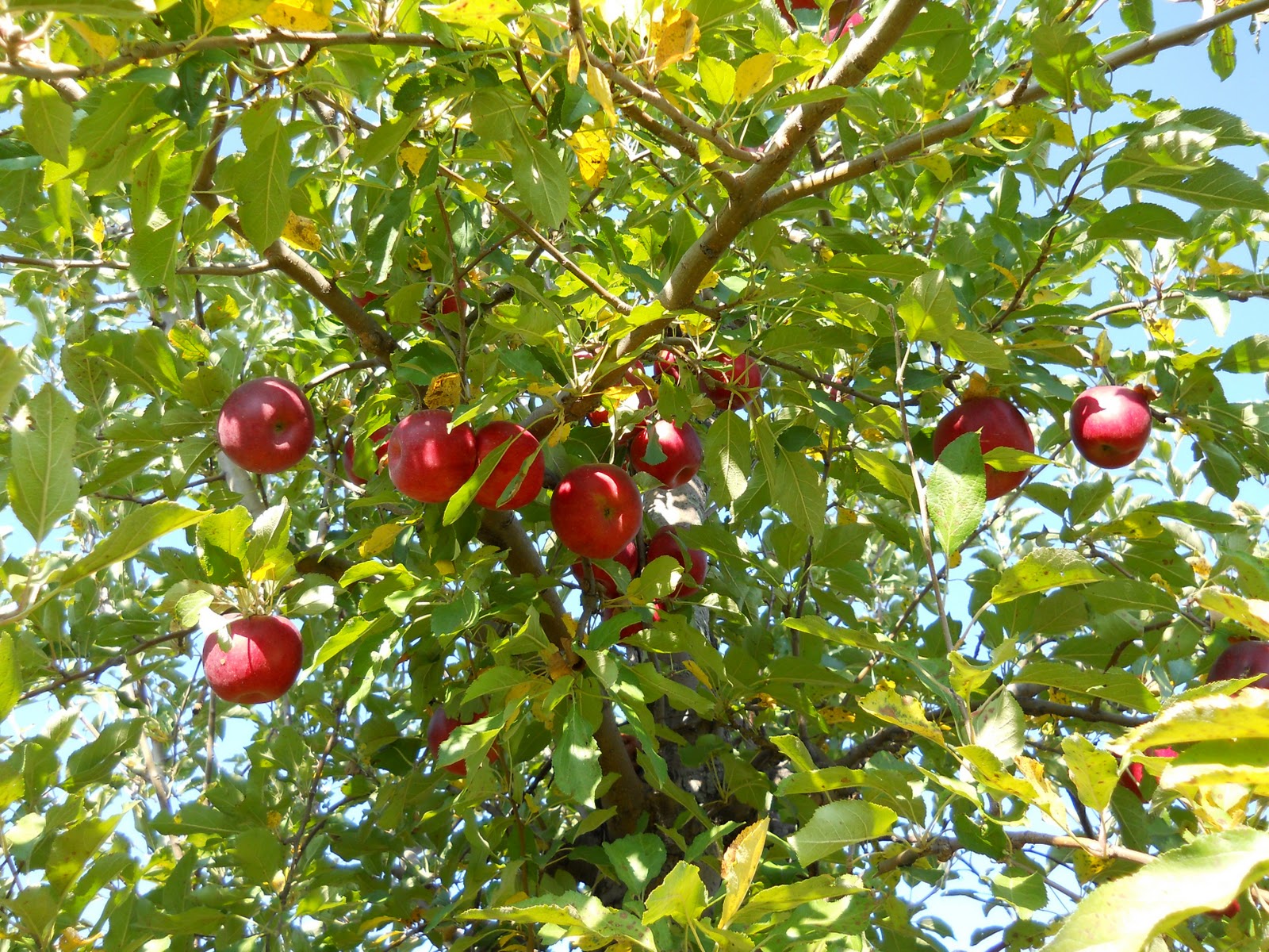 Roots of Simplicity Our First Nebraska Apple Orchard Trip