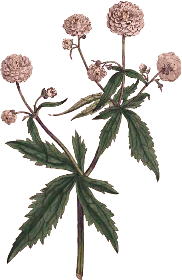 The English Rose O Tannenbaum! A 112 scale Christmas tree