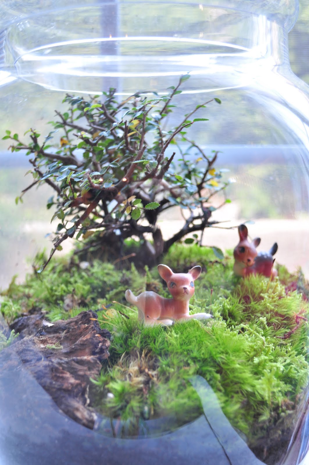 Terrarium & Timmy new terrariums on etsy