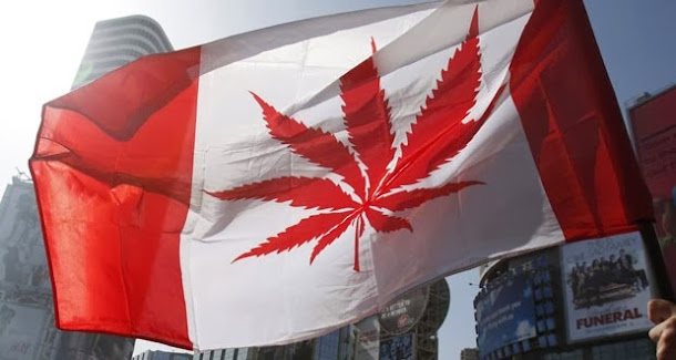 O Canadá e o uso medicinal da maconha O Canadá e o uso medicinal da maconha