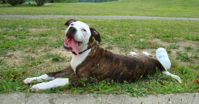 lab american bulldog