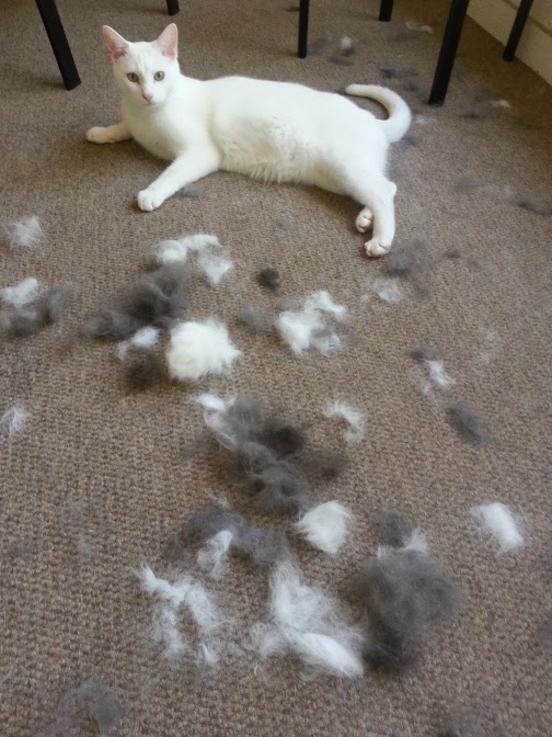 House in the Heights Pet Owner MustHaves