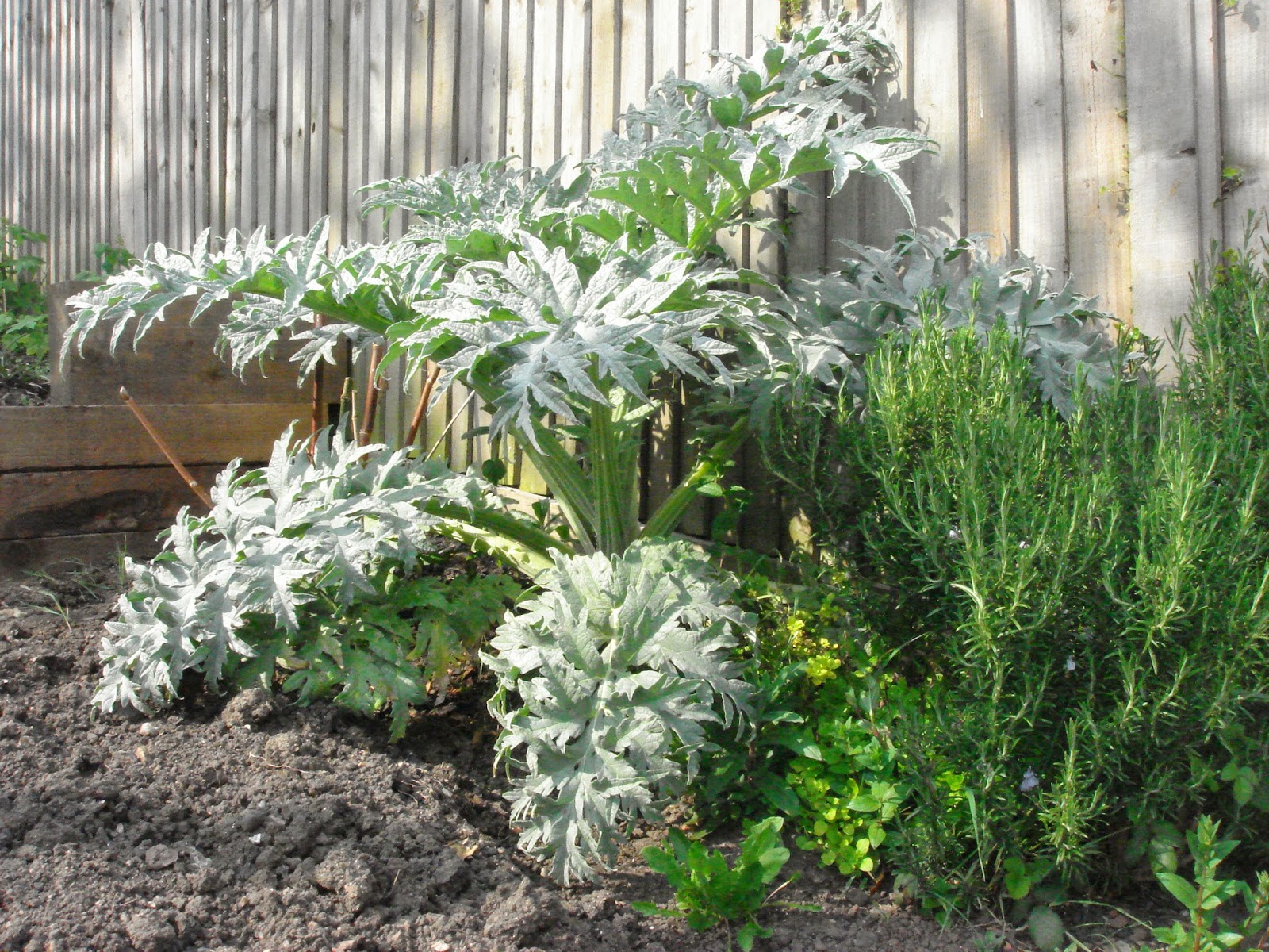 Room for a Radish Growing globe artichokes