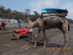Camel rides on Arnala Beach.