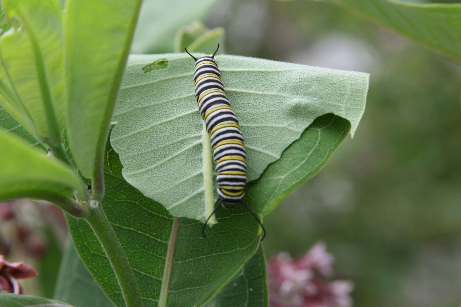 Isabella Conservation District Environmental Education