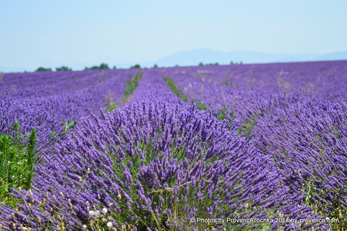 provence 2014,lavande,plateau valensole,© Ala Zhurak-Tolari provence 2014,lavande