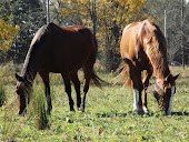 HORSE LOVER? Looking for a special place for your horse? I understand your needs and can help!