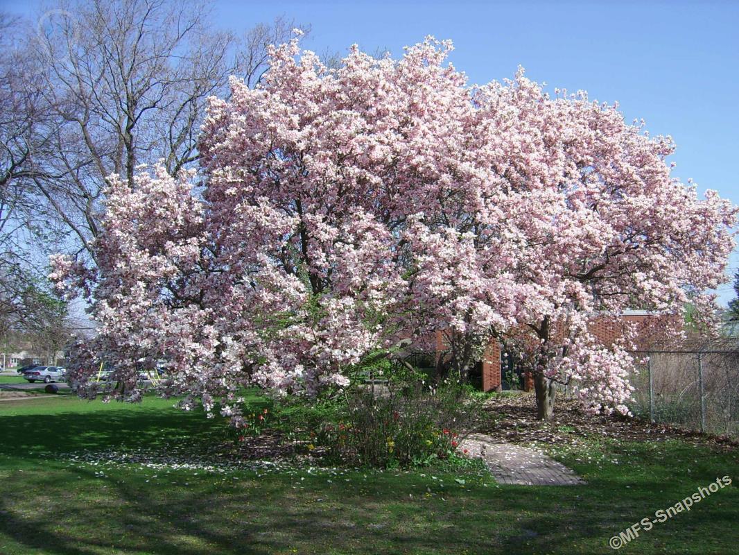 MFS SNAPSHOTS SPRING TIME in Ontario, CANADA