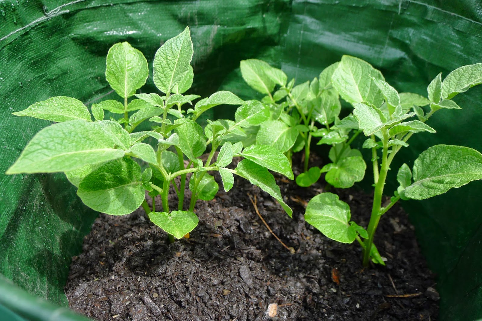 Grow bag potatoes, hilling and fertilizing potatoes
