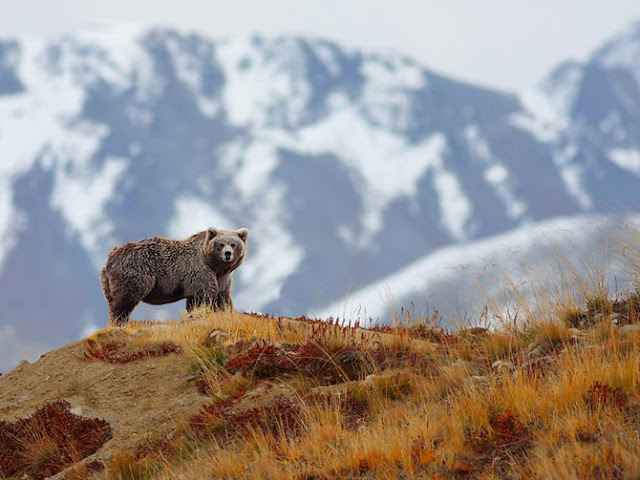 Animales de National Geographic Animales de National Geographic