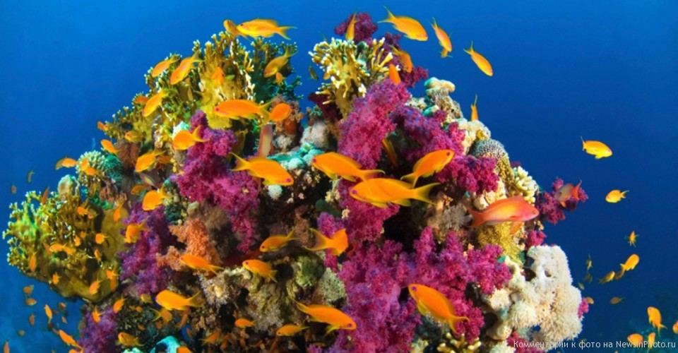 the characteristics of the coral reef habitats What is a coral reef ecological balance of the reef as well as having indirect impacts on other nearby habitats characteristics of calcium. the characteristics of the coral reef habitats What is a coral reef ecological balance of the reef as well as having indirect impacts on other nearby habitats characteristics of calcium.