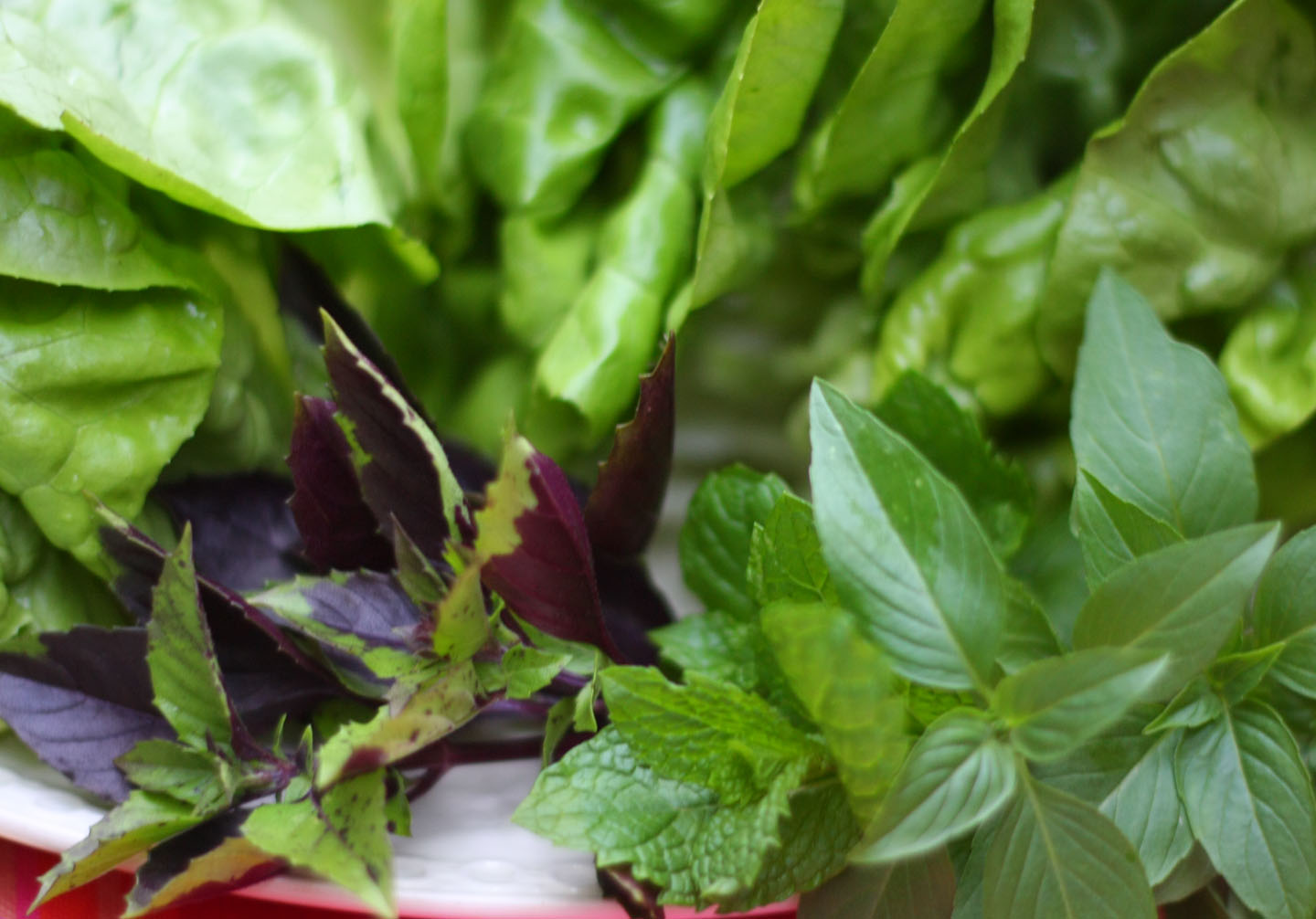 66 Square Feet (The Food) Leaf wraps