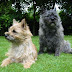 58 Cairn Terrier Ball Adorable Dog Reference point