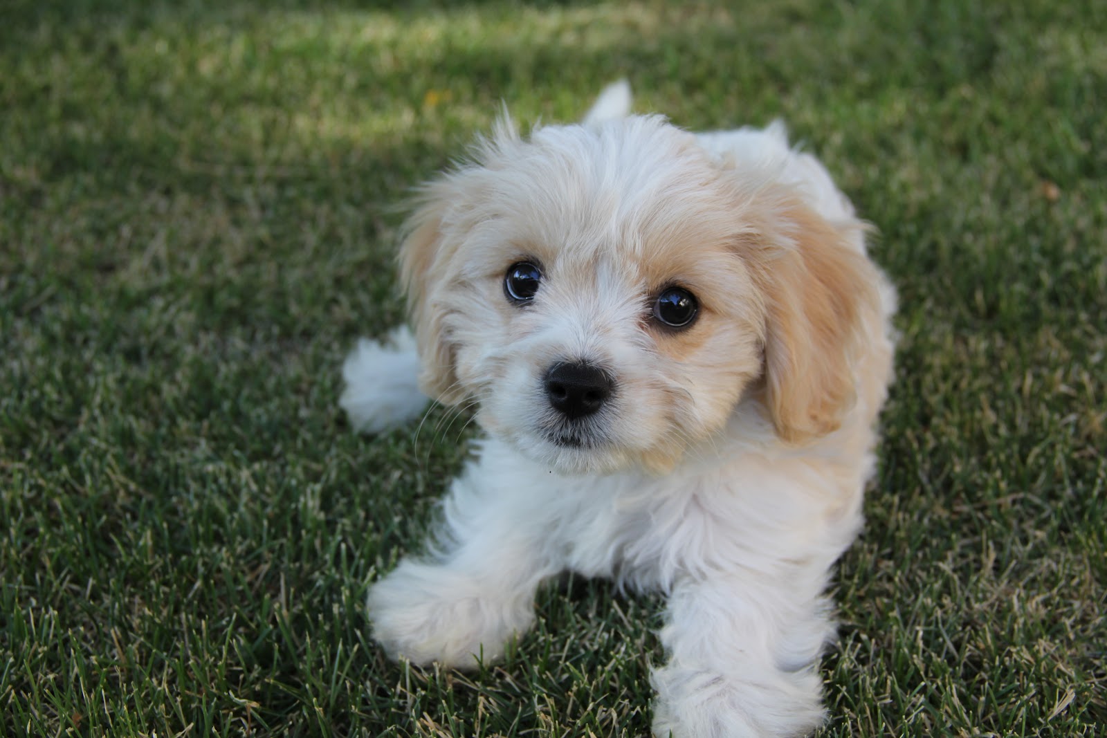 Cavachon Puppy