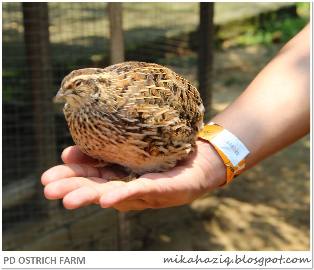 burung puyuh burung PD ostrich farm